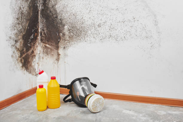 Why You Should Choose Our Mold Remediation Services in (206) 803-13630